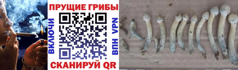 Купить  Камышлов  Галлюциногенные грибы мицелий 